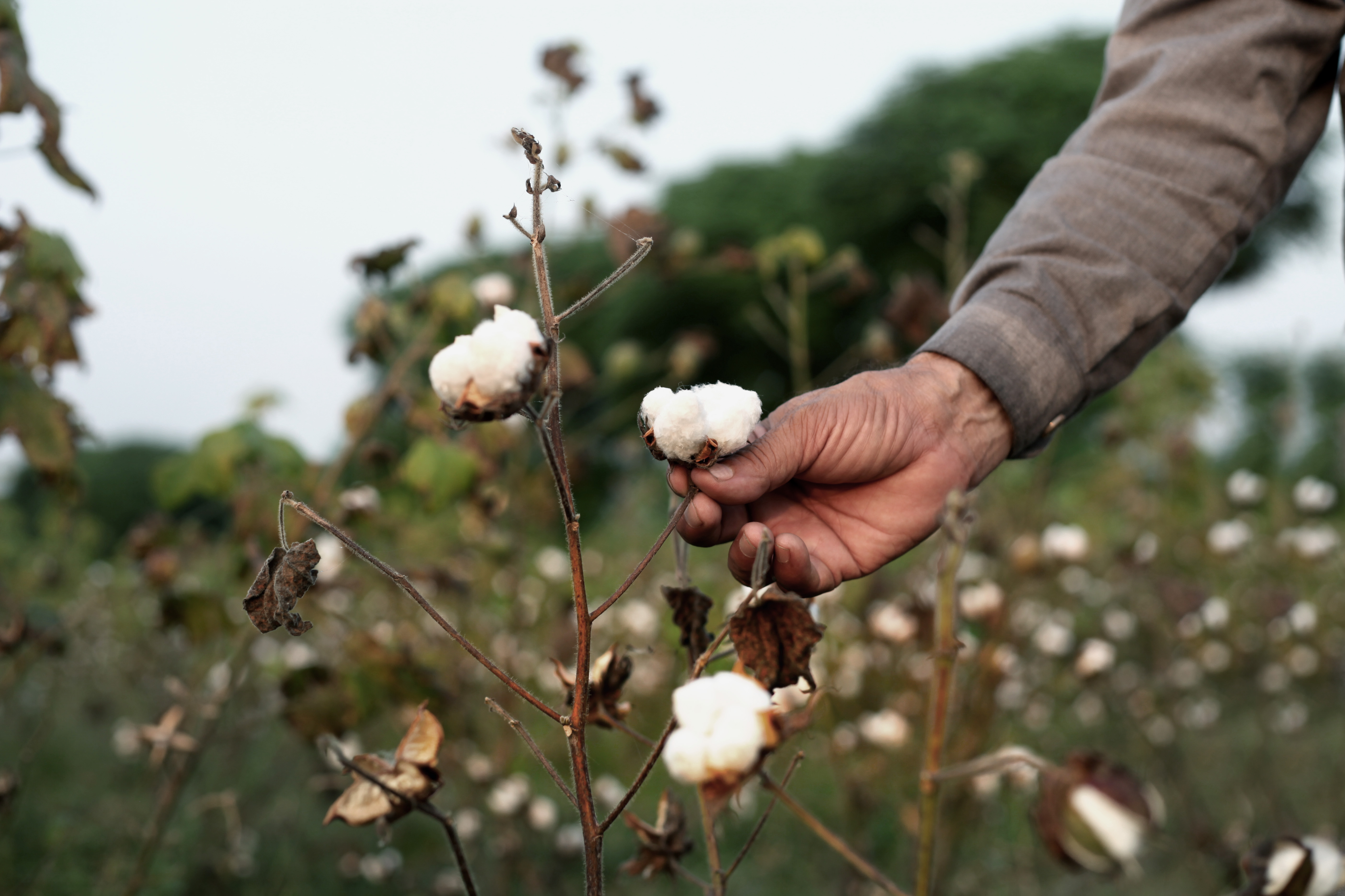 bawełna, cotton, pole bawełny, zbieranie i produkcja bawełny cottona